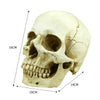Realistic Skull Head Gothic Figurine Human Skeleton Ornament Horror Art Bar Deco