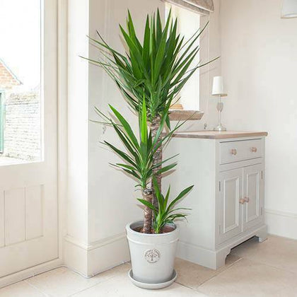 Yucca 3 Stem 90/45/20cm Tropical Easy Care House Plant 1.3M Tall in 24cm Pot