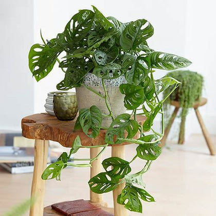 Monstera Monkey Leaf Swiss Cheese Plant Houseplant in a 12cm Pot