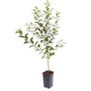 Cherry Dwarf Bush Porthos Fruit Tree Patio Plant in 3L Pot 50cm Self Fertile