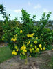 4ft Large Fully Mature Eureka Lemon Fruit Tree Plant 6.5L Pot Garden Outdoor
