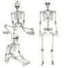 Skull Human Skeleton Prop Horror Full Size Body Anatomy Model Party Scary Decor