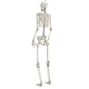 Skull Human Skeleton Prop Horror Full Size Body Anatomy Model Party Scary Decor