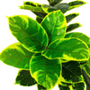 LARGE 150CM Artificial Realistic Ficus Rubber Tree Green Topiary Plants Faux UK