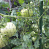 Plastic Anti Bird Netting Pond Garden Plant Bed Fencing Fruit Vegetable Protect