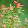 Japanese Maple Acer Bush Tree Palmatum Taylor Plant in 3L Pot Salmon Pink