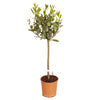 Sweet Bay Tree Standard Evergreen 70-80cm Tall