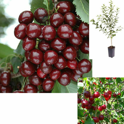 Cherry Dwarf Bush Porthos Fruit Tree Patio Plant in 3L Pot 50cm Self Fertile