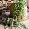 2Pcs Artificial Hanging Plant Fake Succulent String of Pearls Wedding Home Decor