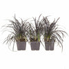 3 x Established Hardy Ophiopogon Black Dragon Grass Year Round Plants in Pots