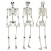 Large Poseable Halloween Human Life Size Skeleton Haunted House Party Scary Prop