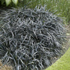 3 x Established Hardy Ophiopogon Black Dragon Grass Year Round Plants in Pots