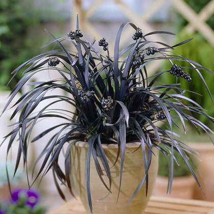 3 x Established Hardy Ophiopogon Black Dragon Grass Year Round Plants in Pots