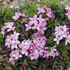 Daphne 'Pink Fragrance' Evergreen Spring Flowering Shrub in a 2L Pot