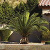 Pair of Hardy Mature Phoenix Date Palm Tree Tropical Garden Plant 60-80cm Tall