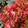 Nandina 'Fire Power' Sacred Bamboo Winter Hardy Evergreen Plant Shrub in 2L Pot