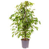 Weeping Fig Ficus Benjamina Exotica Plant Tree Houseplant in Pot 60-80cm Tall