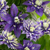 NEW Clematis Taiga. Climbing plant with unique flower in 9cm pot.