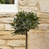 Sweet Bay Tree Standard Evergreen 70-80cm Tall