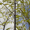 Black Bamboo Phyllostachys Nigra Stemmed Cane Hardy Mature Plant in 5L Pot