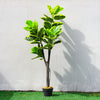 LARGE 150CM Artificial Realistic Ficus Rubber Tree Green Topiary Plants Faux UK