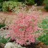 Japanese Maple Acer Bush Tree Palmatum Taylor Plant in 3L Pot Salmon Pink