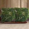 Artificial Green Living Wall Hedge Plant Panel In / Outdoor UV Stable 100x100cm