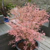 Japanese Maple Acer Bush Tree Palmatum Taylor Plant in 3L Pot Salmon Pink