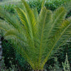 Pair of Hardy Mature Phoenix Date Palm Tree Tropical Garden Plant 60-80cm Tall