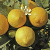 4ft Large Fully Mature Eureka Lemon Fruit Tree Plant 6.5L Pot Garden Outdoor