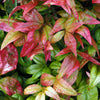 Nandina 'Fire Power' Sacred Bamboo Winter Hardy Evergreen Plant Shrub in 2L Pot