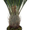 Large Ferns Cycas Tree Potted Green Plant Ficus Houseplant w/ Pot Indoor Outdoor