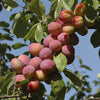 Plum 'Little Vic' Patio Tree in 4.5L Pot