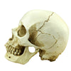 Realistic Skull Head Gothic Figurine Human Skeleton Ornament Horror Art Bar Deco