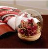 Small/Large Round Glass Ornament Display Dome Cloche Bell Jar with Wooden Base