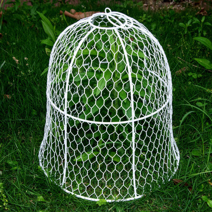 5 Pack Chick Away Wire Garden Seedling Cloche/Plant Cage/White Metal Fence