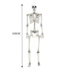 160cm Posable Skeletons Realistic Spooky Full Body Hanging Halloween Prop Decor