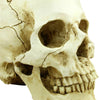 Realistic Skull Head Gothic Figurine Human Skeleton Ornament Horror Art Bar Deco