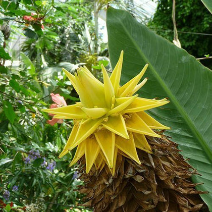 Musella Lasiocarpa (Hardy Chinese Banana) plant 30cm tall in 1 Ltr Pot