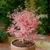 Japanese Maple Acer Bush Tree Palmatum Taylor Plant in 3L Pot Salmon Pink