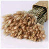 15/50PCS Natural Dried Pampas Grass Reed Rabbit Tail Grass Flower Bunch Decor UK