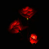 3 LED Solar Power Rose Flower Stake Lights Outdoor Garden Path Luminous Lamps